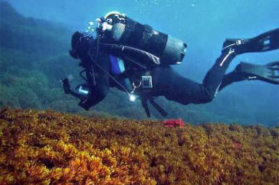 Fondo marino ocupado por el alga invasora Rugulopteryx okamurae. 