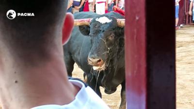 PACMA documenta el hostigamiento a un toro de Coria al borde del colapso