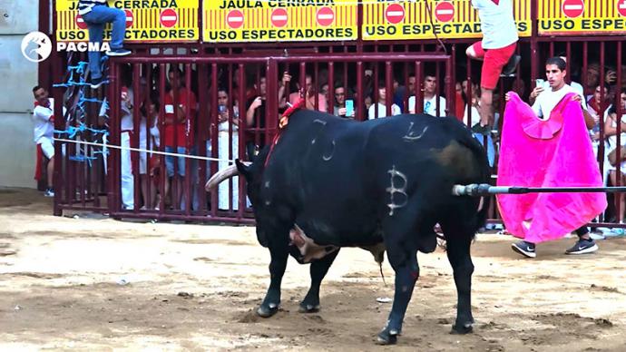 PACMA documenta el hostigamiento a un toro de Coria al borde del colapso