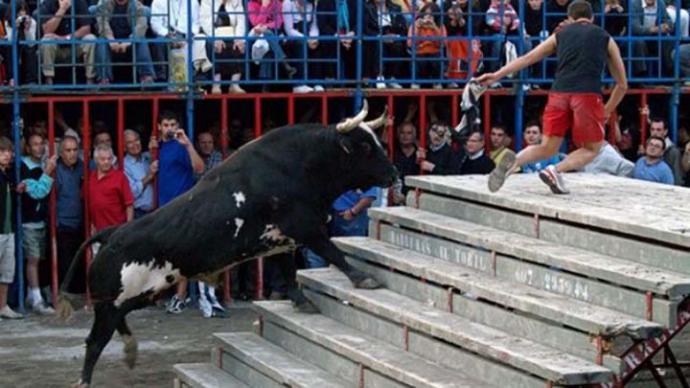 El toro 'Ratón', famoso por sus cogidas mortales, en un festejo en Canals en 2011 