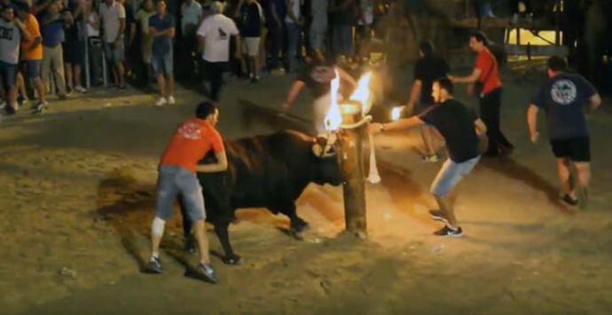 El 'bou embolat' en El Grau de Castellón YOUTUBE 