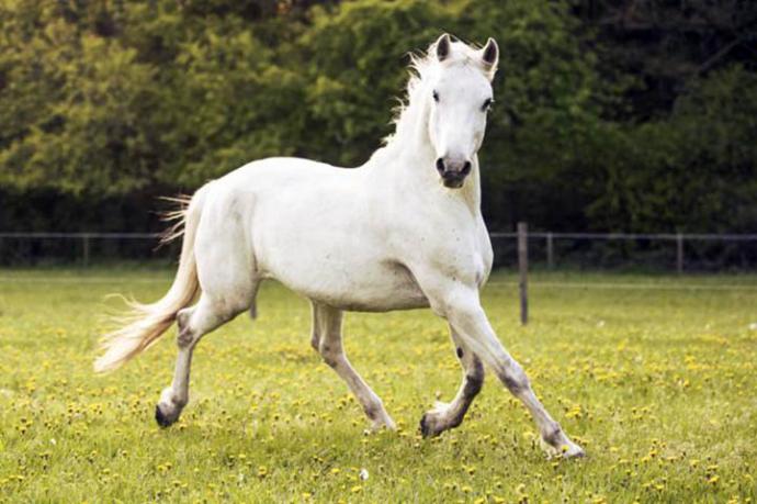 Eslovenia y los caballos lipizanos