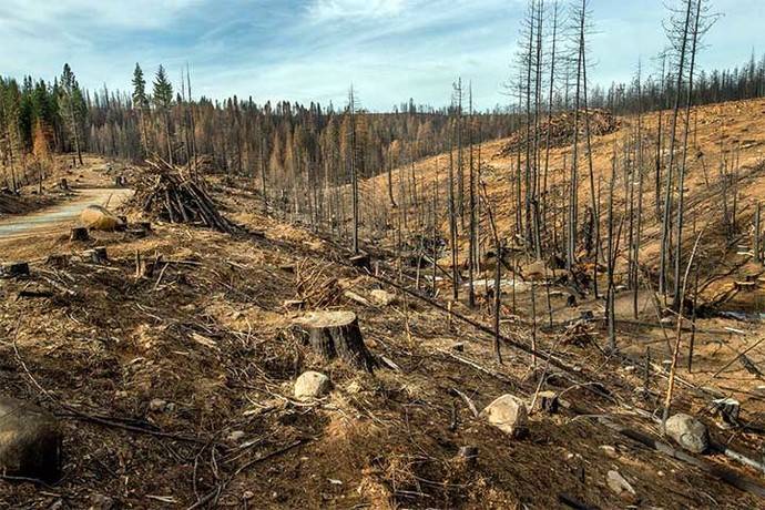 Le fallamos a los bosques: en dos años el mundo ha perdido suficientes árboles como para cubrir España