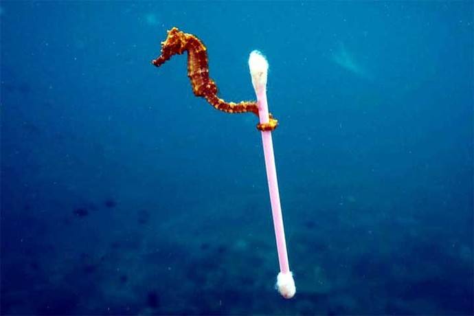 Esta foto tomada en Indonesia a principios de este año se volvió viral y es solo un ejemplo de cómo los animales interactúan con los residuos plásticos 