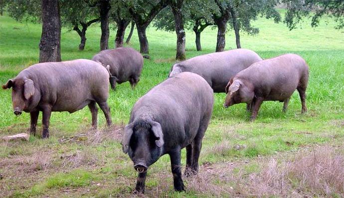 La Ruta del Jabugo, un descubrimiento de naturaleza, cultura y deliciosos productos  