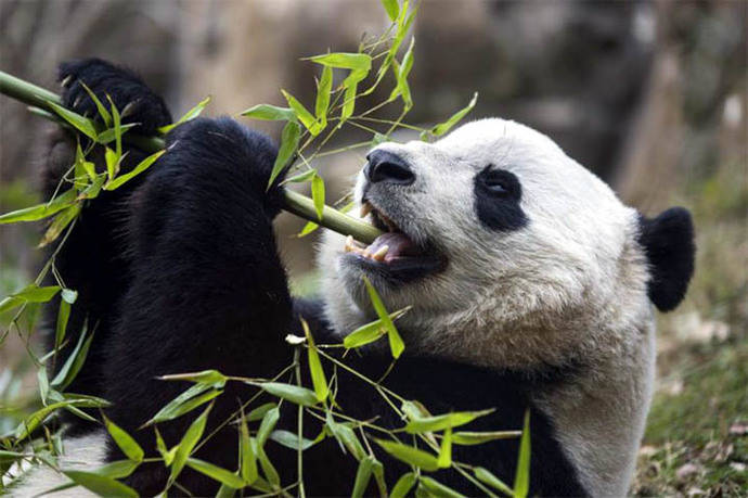 Turismo contribuye a pérdida del hábitat de pandas en China, según expertos