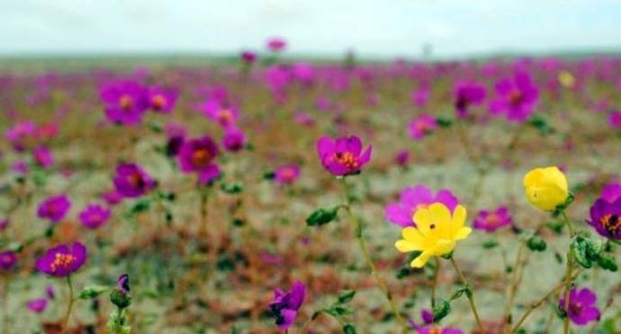 El desierto florido: Un espectáculo de la naturaleza