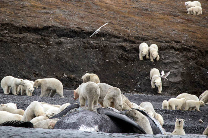 Osos polares, hacinados en una isla a causa del cambio climático