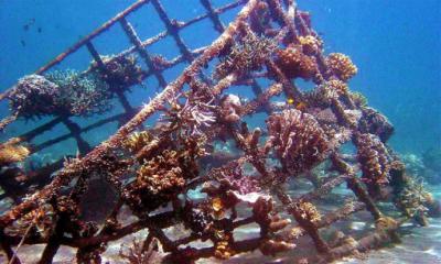 Instalan arrecifes artificiales en Maitencillo y Quintay
 