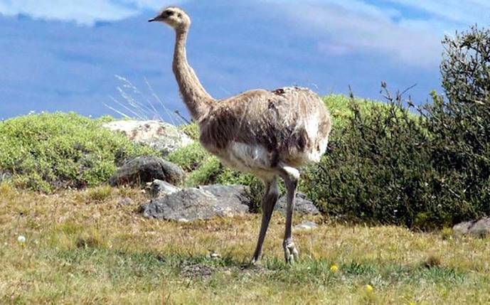 Un Ñandú, ave endémica de la Patagonia