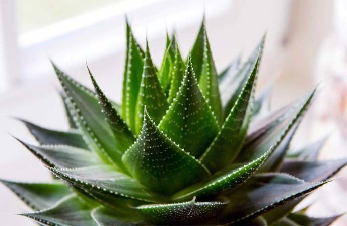 El extracto puro de aloe vera es un potente regenerador celular