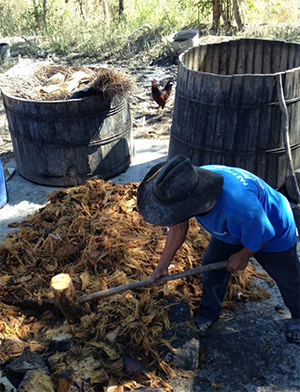 Machacando maguey cocido con mazo de madera