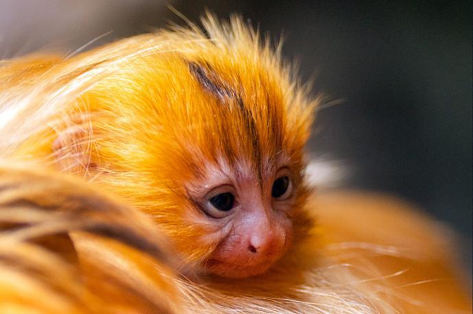 Histórico nacimiento de tamarinos león dorado en Loro Parque del Puerto de la Cruz, Tenerife refuerza la conservación de la especie