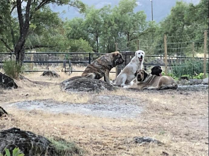 Las “Pilares”, dos pintoras, madre e hija, en Buenavista, una finca con siete mastines en Molino Tornero