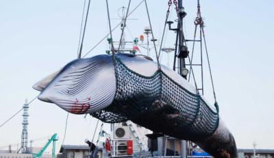 Japón retoma la caza comercial de ballenas tras 30 años de interrupción. 