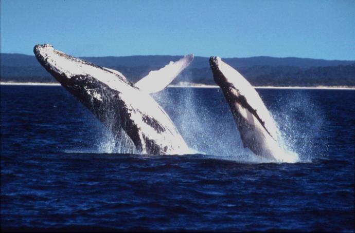 Japón retoma la caza comercial de ballenas tras 30 años de interrupción