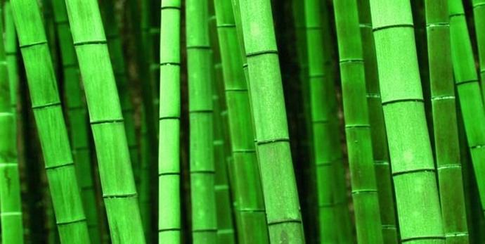El Bambú, base del algodón orgánico