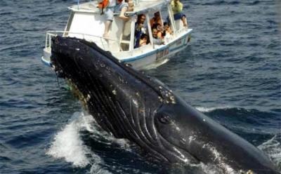 Comienza el avistamiento de ballenas que llegan a la costa para reproducirse y cuidar a sus crías