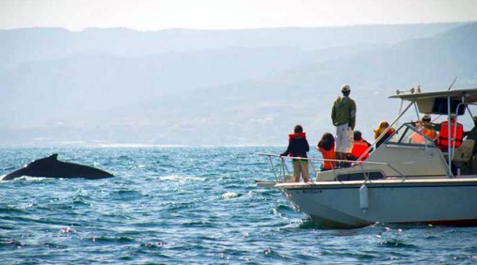 Comienza el avistamiento de ballenas que llegan a la costa para reproducirse y cuidar a sus crías