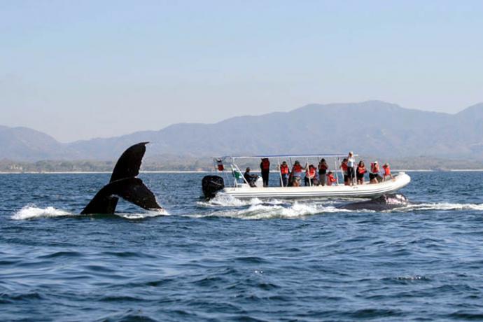 Comienza el avistamiento de ballenas que llegan a la costa para reproducirse y cuidar a sus crías