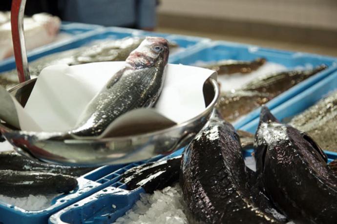 ¿Sabemos si comemos ¨microplasticos en los 3 pescados más comunes que consumimos? Dorada, Lubina y rodaballo?
