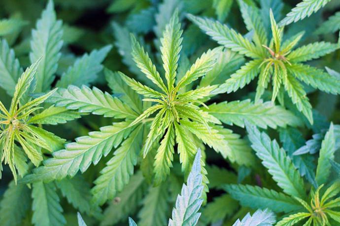 Cómo una gota de CBD cambió el rumbo de su vida profesional