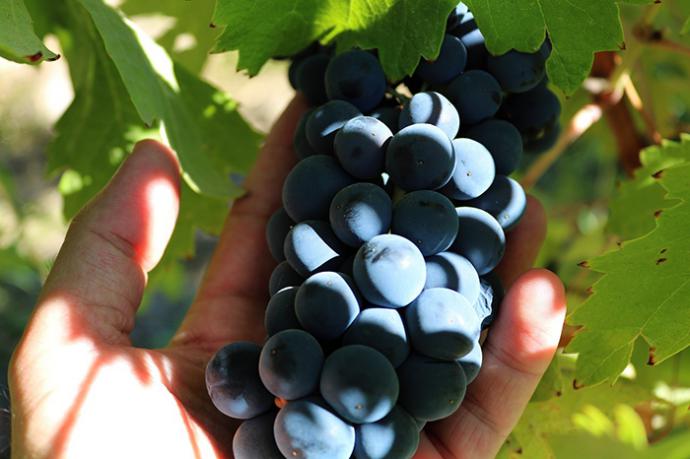 Uva de los viñedos de la Ribera del Duero. (Crédito foto: pixabay.com – imagen de referencia)