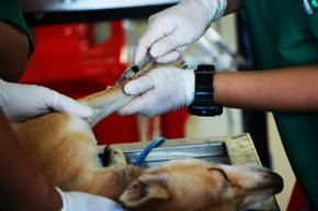 La información especializada, crucial en el sector veterinario
