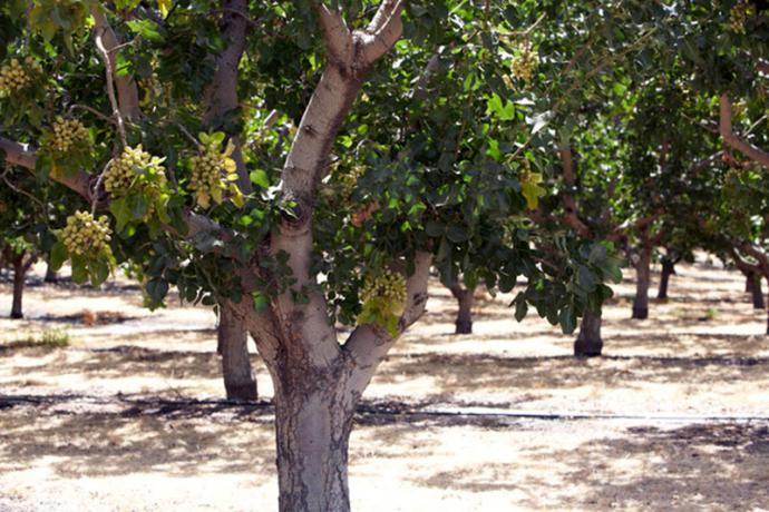 Deporte, Salud y Pistacho: un trío perfecto