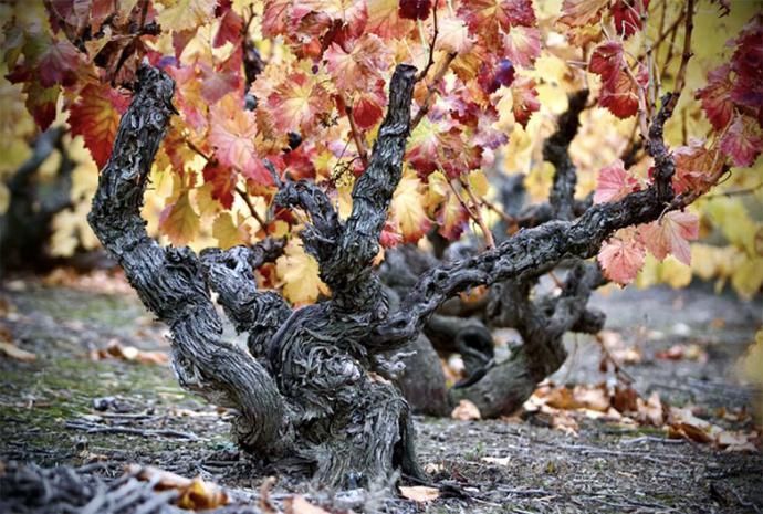 La DOP Campo de Borja apuesta por la recuperación de viñas viejas de la variedad Garnacha