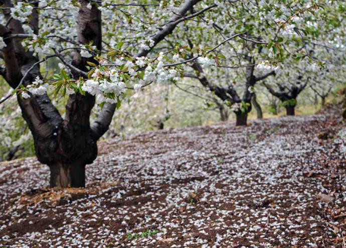 Plasencia, la flor de los cerezos y la pasión de una Semana Santa con 800 años de historia