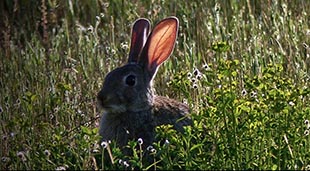 Conejo ibérico, menú diario del lince