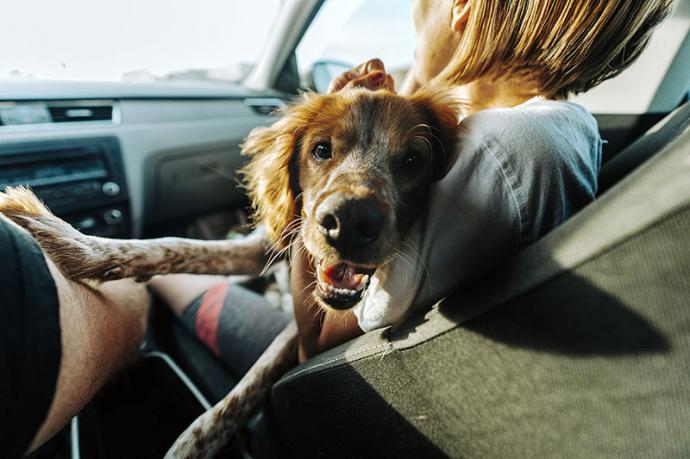 Cómo colocar la carga dentro del coche: objetos, mascotas y personas