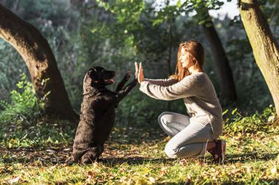 Consejos y obligaciones para traer un perro a casa: Nueva Ley de Bienestar Animal