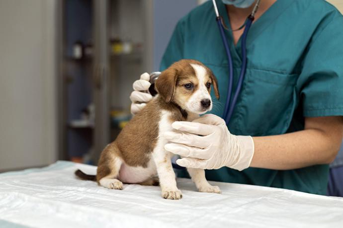 Consejos y obligaciones para traer un perro a casa: Nueva Ley de Bienestar Animal