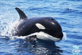 Las Orcas y los veleros: Una relación complicada