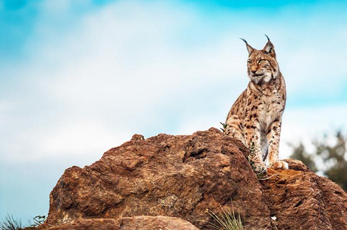 En busca del lince ibérico, un safari de lujo sin tiros