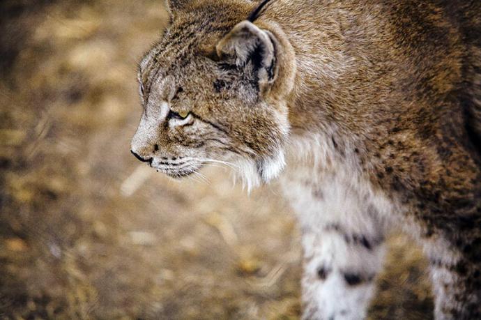 En busca del lince ibérico, un safari de lujo sin tiros