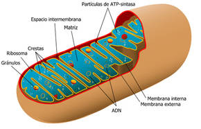 Las mitocondrias ‘enseñan’ al intestino a defenderse de la inflamación