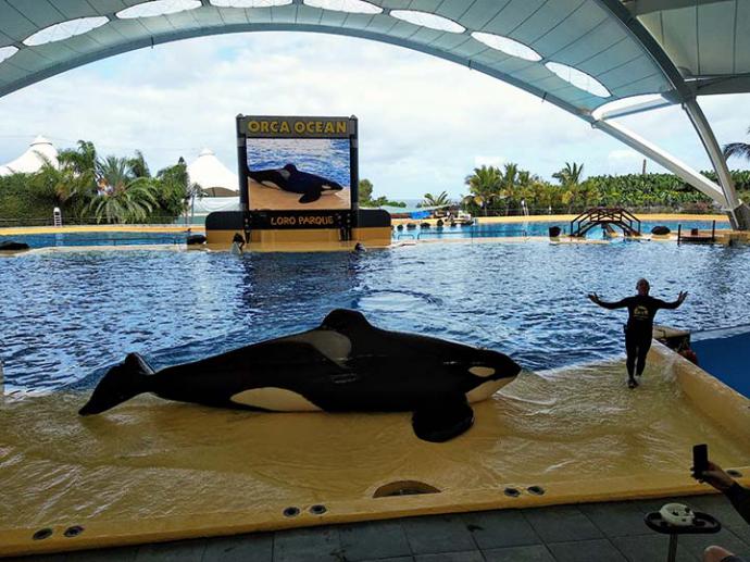 Loro Parque cumple 47 años