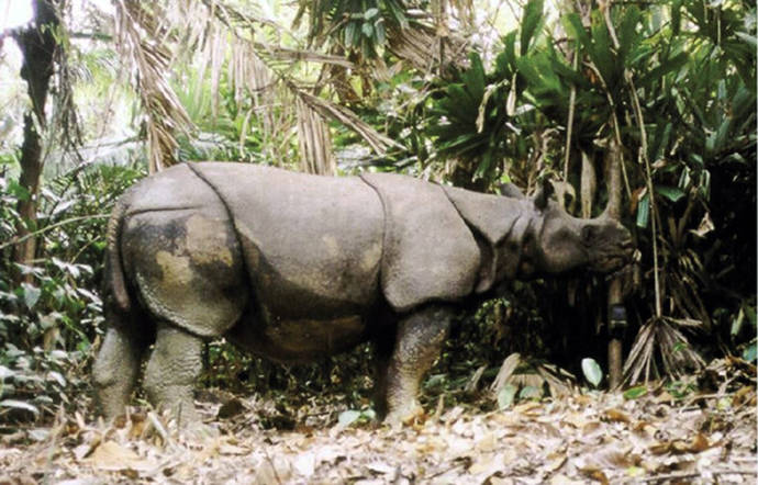 Rinoceronte de Java captado por una cámara para el estudio