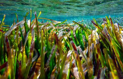 La Posidonia oceánica, el tesoro natural de las Islas Baleares