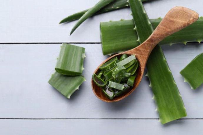 Aloe Vera, el mejor aliado para la piel y para la salud