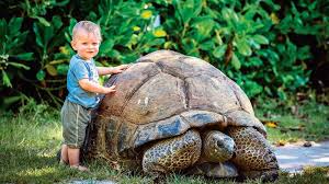 Tortugas gigantes de Seychelles