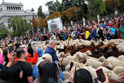Trashumancia de ovejas en Madrid, el pasado mes de Octubre (foto JIV-EMG)