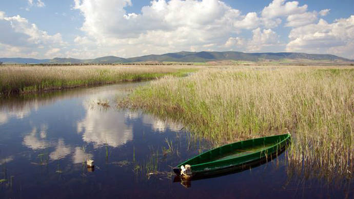 El Parque Nacional de Daimiel, obligado a contratar un servicio privado para eliminar 40 toneladas de peces invasores