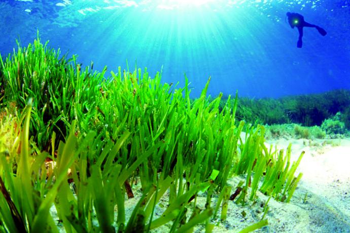 La Posidonia oceánica, el tesoro natural de las Islas Baleares