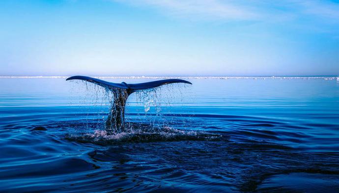 Ballenas en España, ¿dónde disfrutar de este espectáculo?