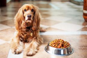 Alimentación Barf para perros y gatos