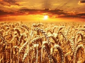 Semillas de trigo: de alimento a bienestar y belleza